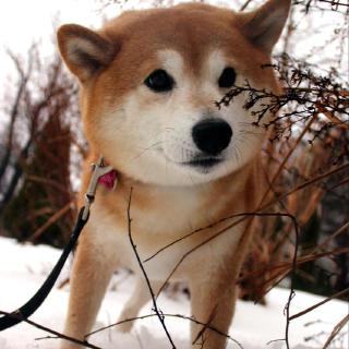 Spyros Mouselinos’s GitHub profile image